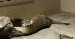 カワウソ
