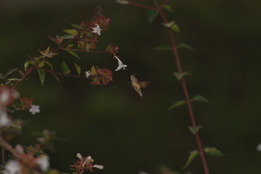 ホシホウジャク