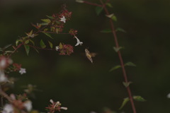 ホシホウジャク