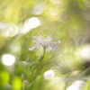 木陰にひっそり