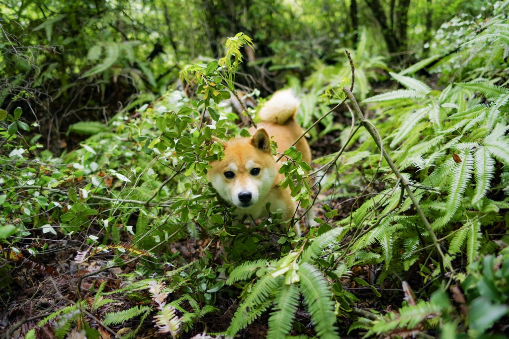 通せんぼ