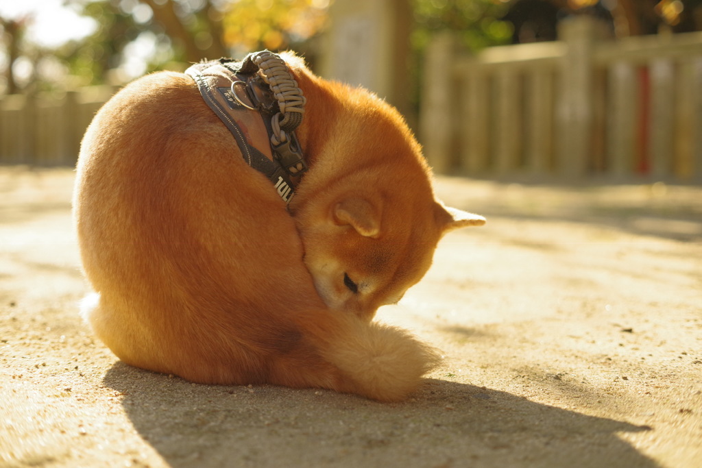 輪になる和