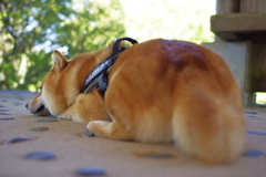 走り過ぎちゃった