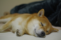 寝るとこないよ