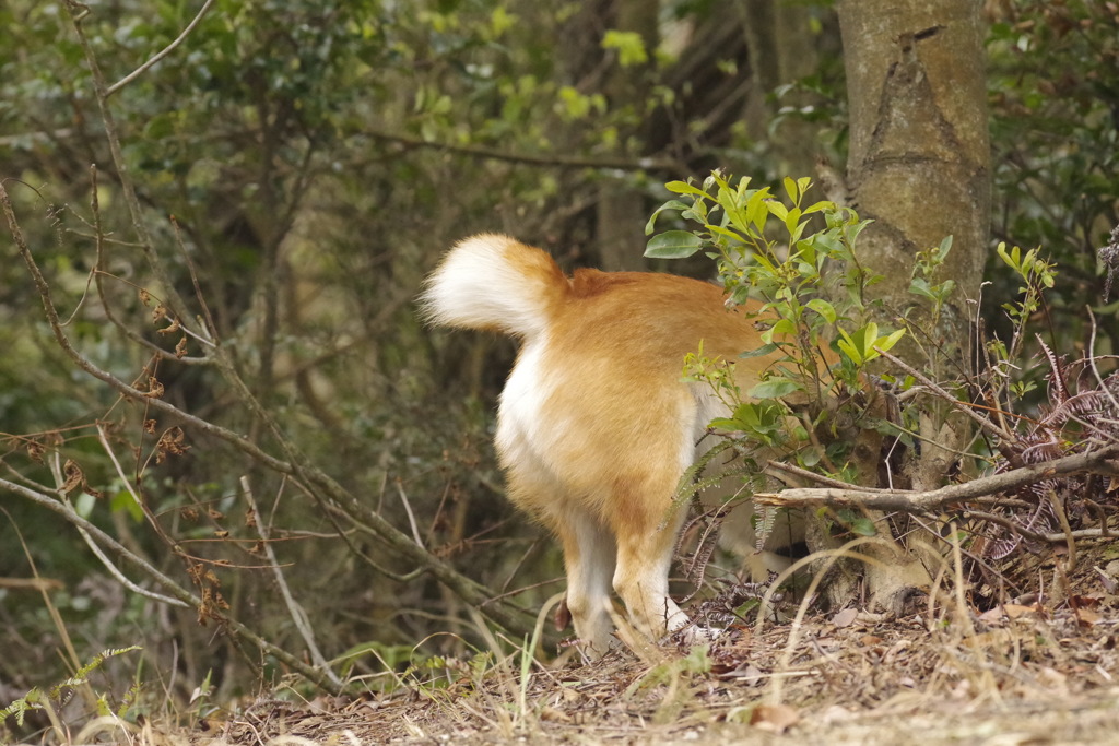 さがしもの