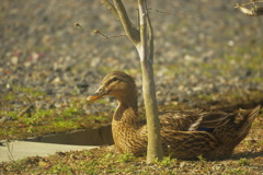 見つけられるかな?