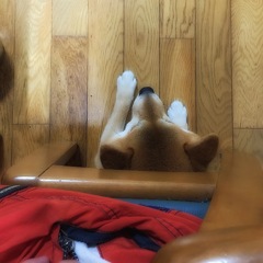 どこいったのかなー？