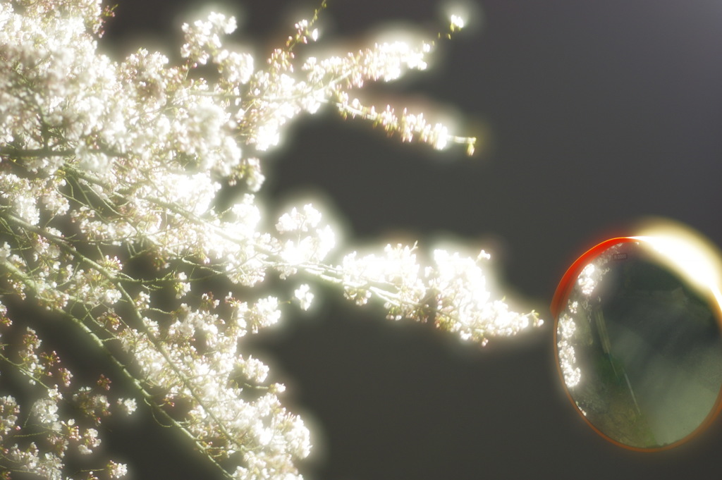 老木の桜