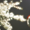 老木の桜