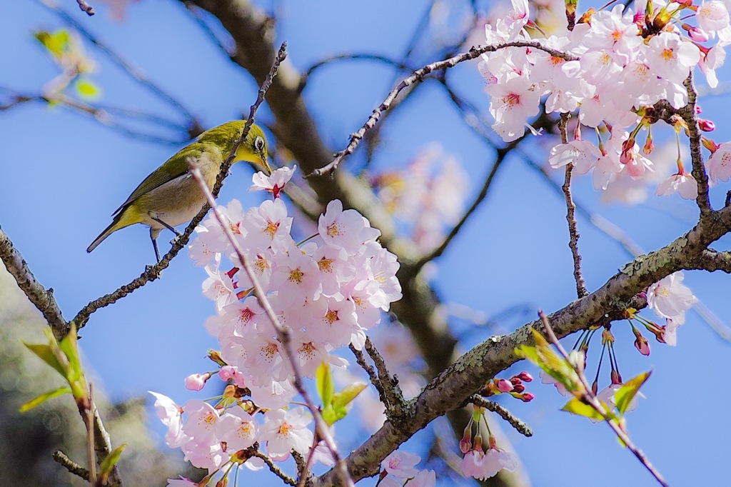チュッ