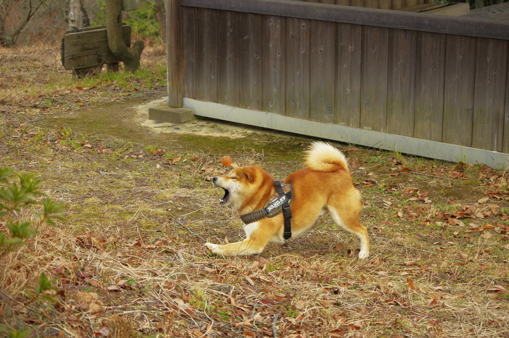 しまったぁ〜〜ฅ^•ﻌ•^ฅ