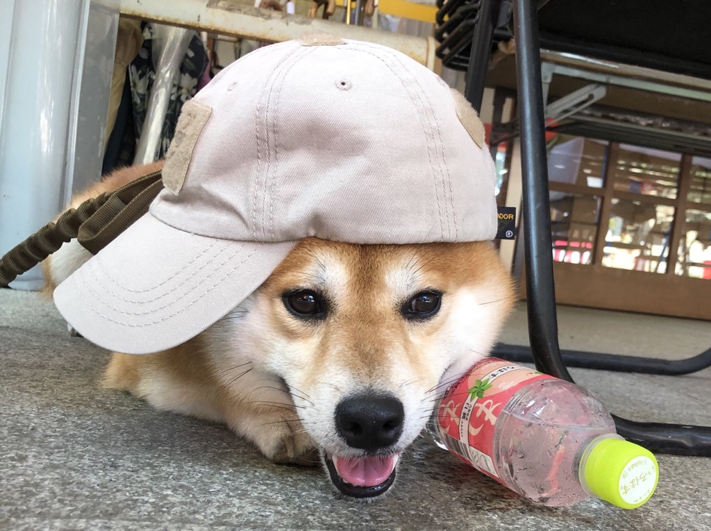 わんぱく坊主