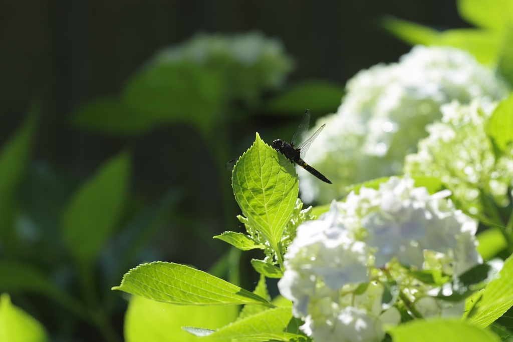 蜻蛉の羽休め