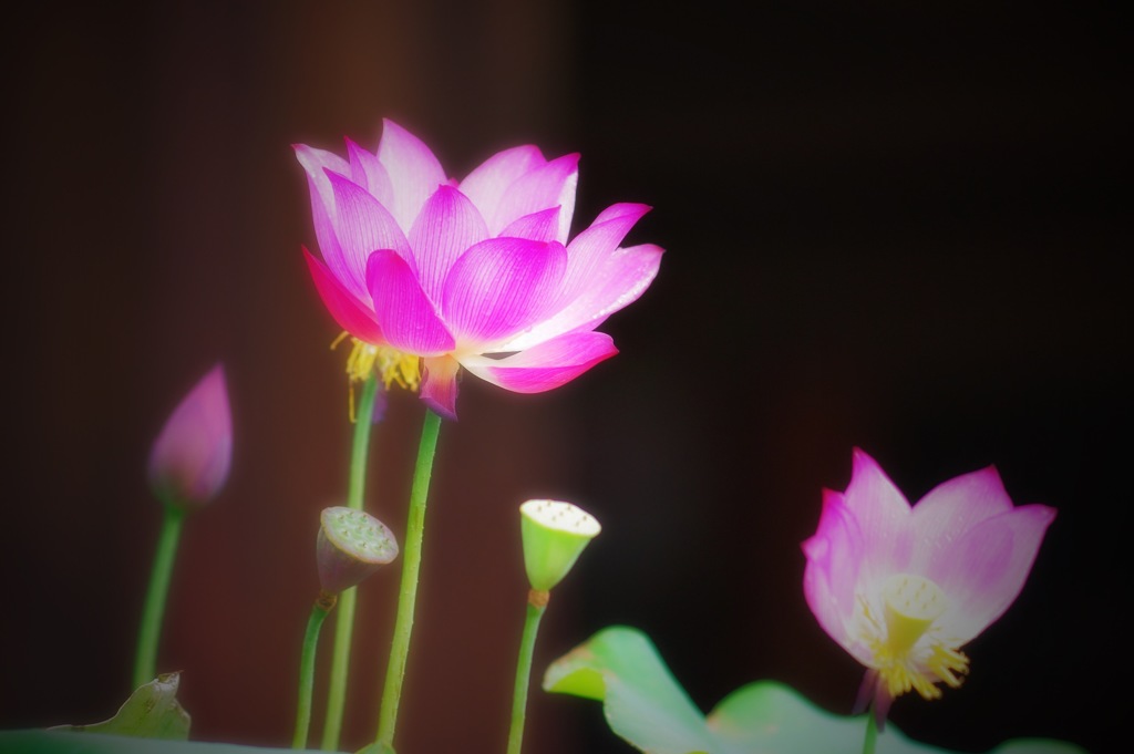 レンコンの花