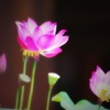 レンコンの花
