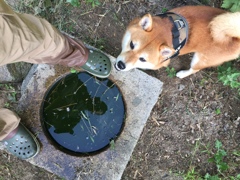 茶室の跡