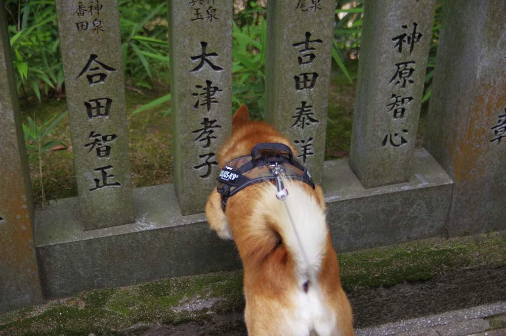ニャンコみっけ！