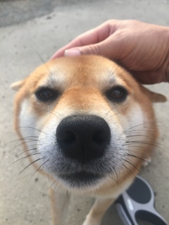 天使のトンちゃん