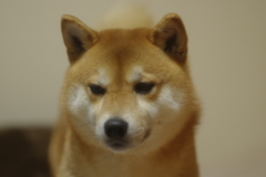 パパのファミチキ かくれんぼ中