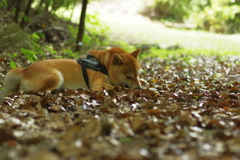 丸い石見つけた