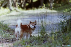 父ちゃん歩くの遅くね？