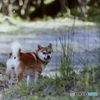 父ちゃん歩くの遅くね？