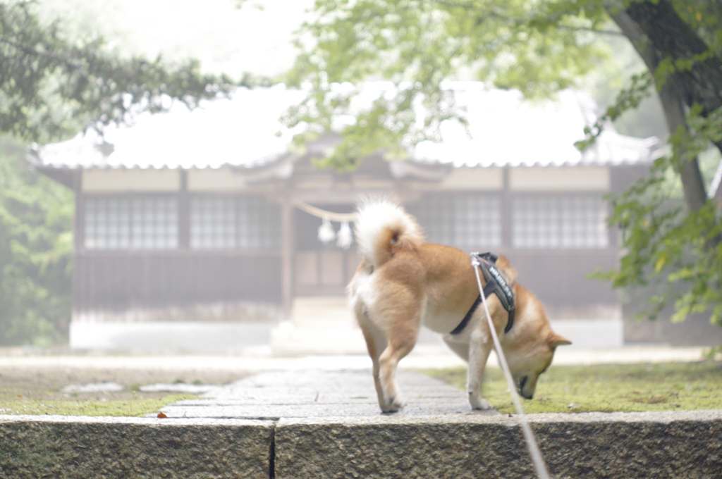氏神様へのご挨拶