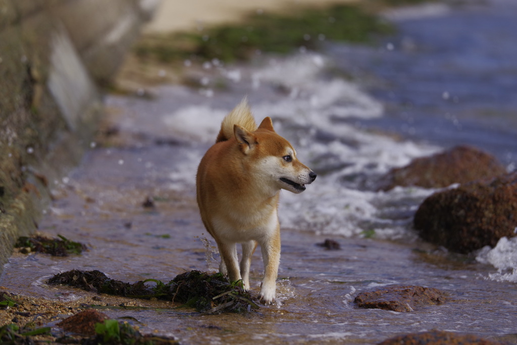 デカイのきた！