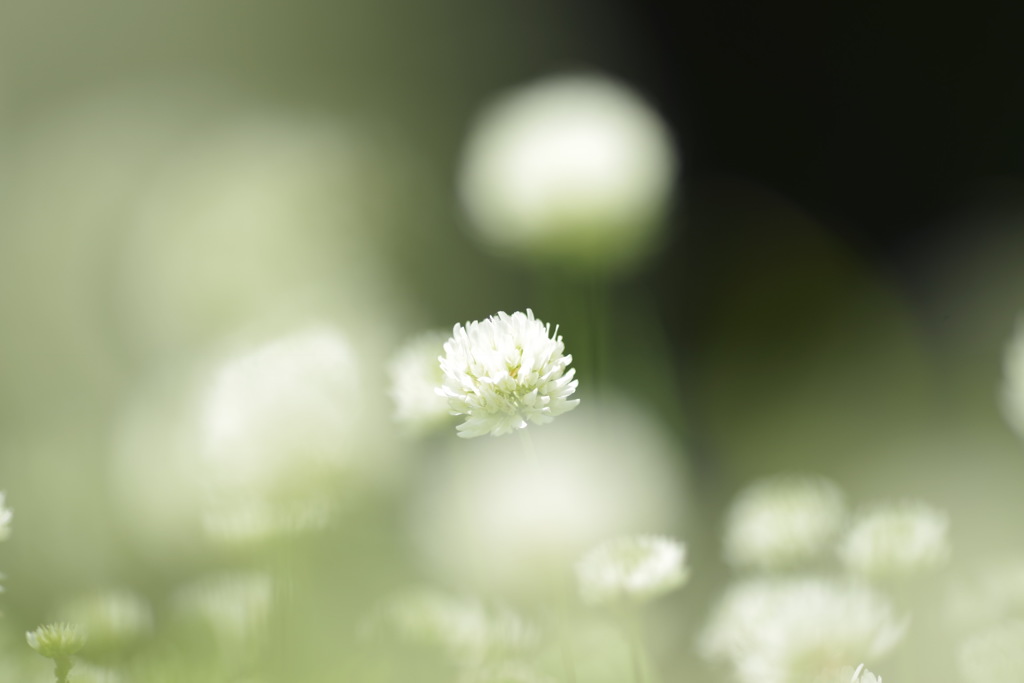 ケサランパサラン