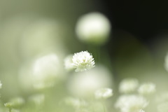 ケサランパサラン