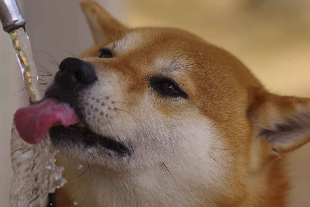 ごっきゅん