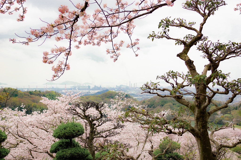 種松山西園地から 其ノ参