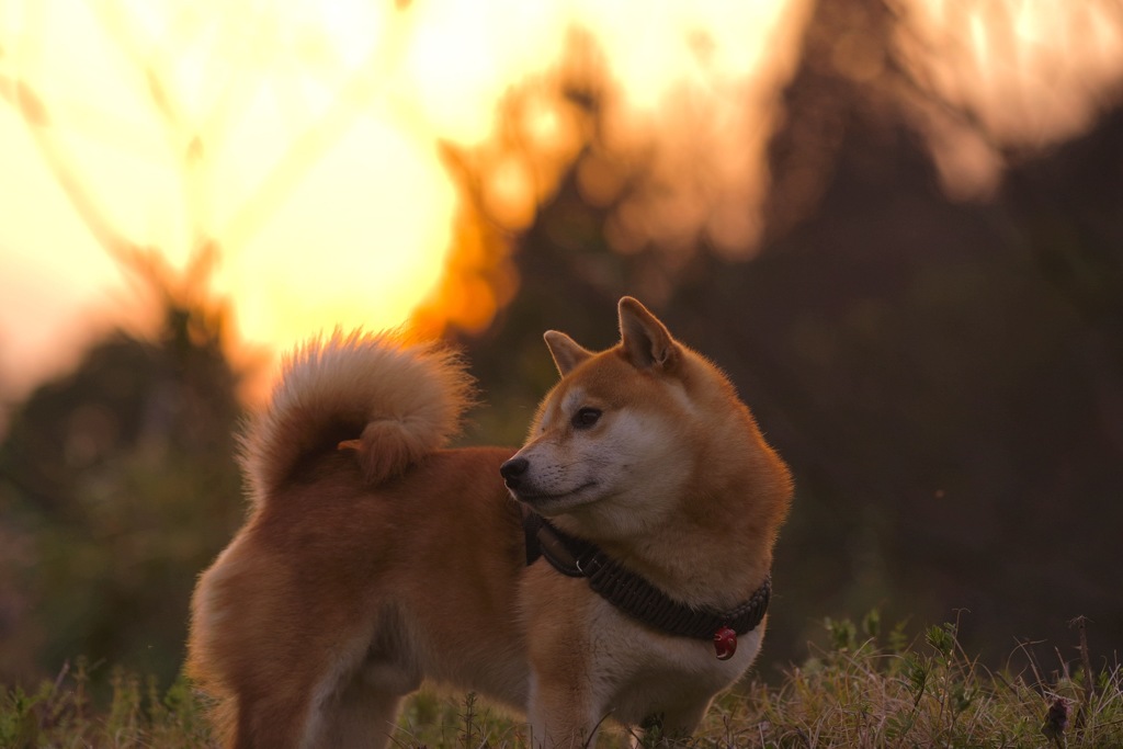 太陽に ほえない