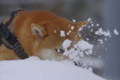 ズボッちょ