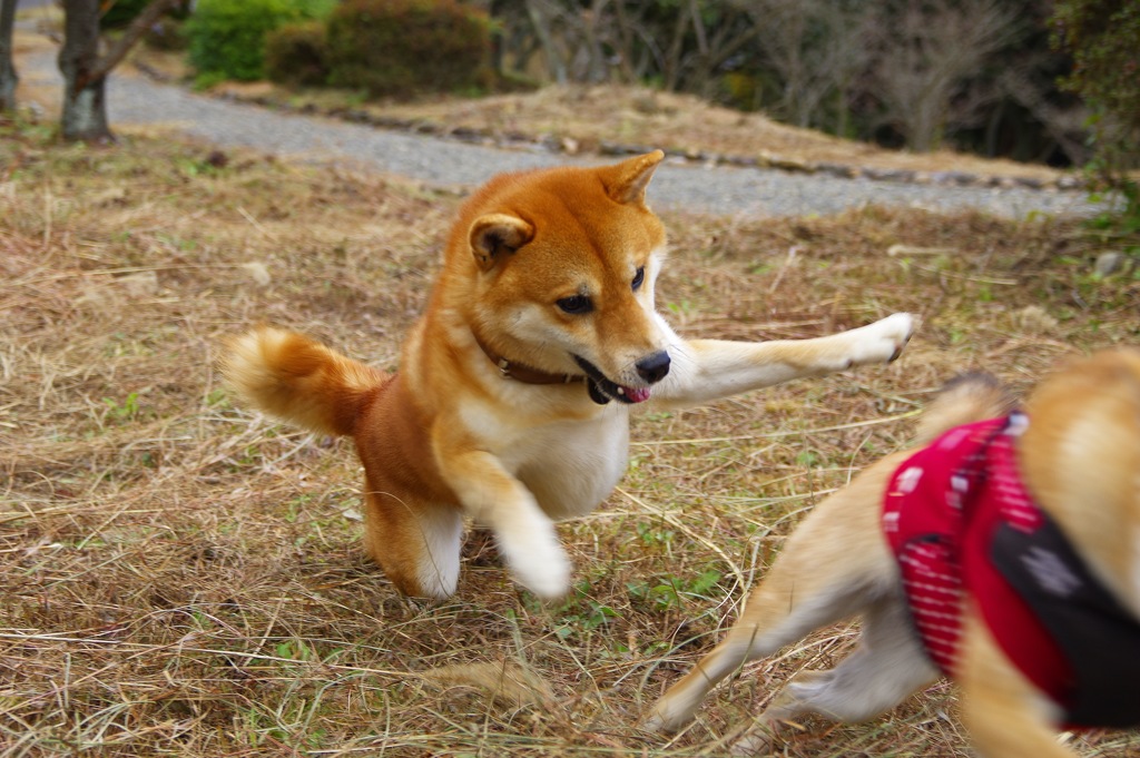 まてまて ぴょーん