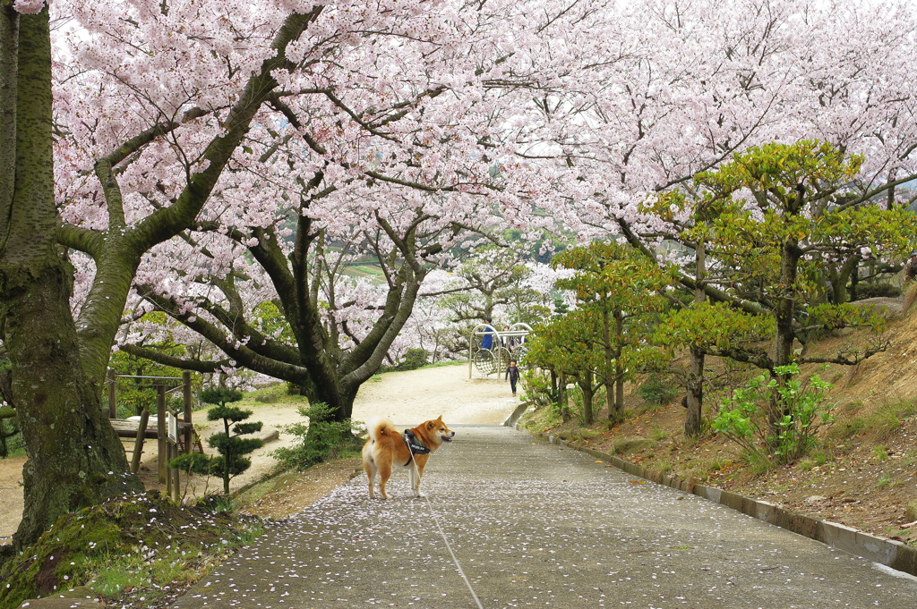 写真より散歩