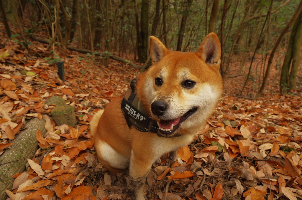 キラキラ