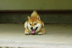 やっぱり すぐバテる