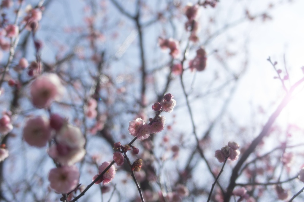 つくしを摘みながら見上げると