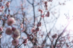 つくしを摘みながら見上げると