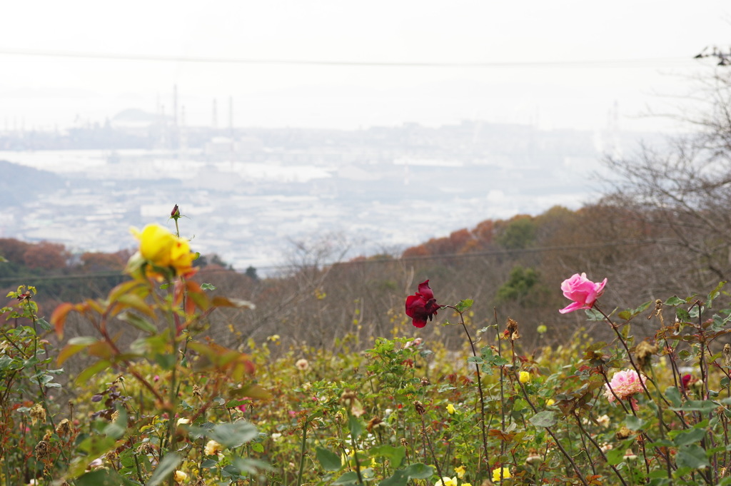 旭化成ケミカルズ