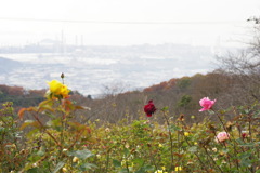 旭化成ケミカルズ