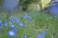 ネモフィラの裏庭