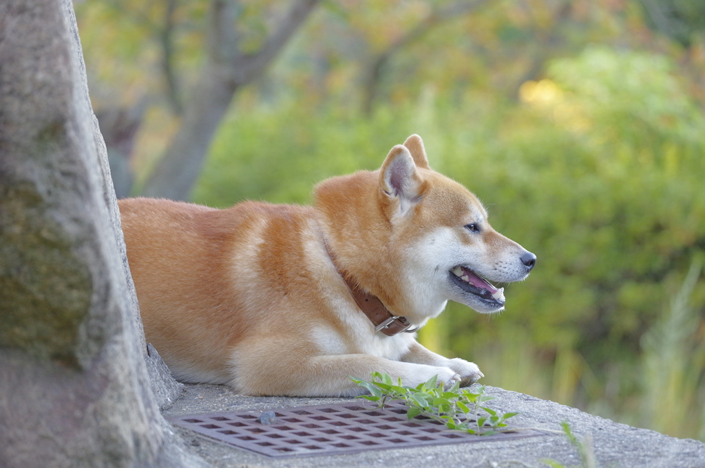 夕涼み