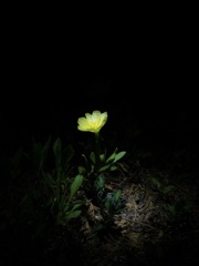 星降る夜に