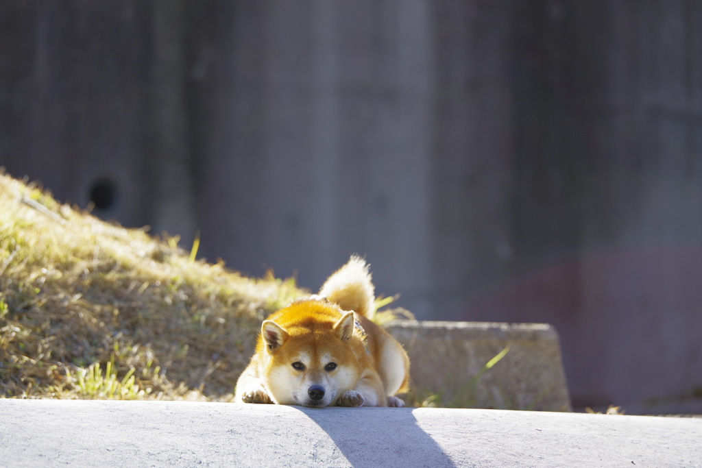 撫でるがよい
