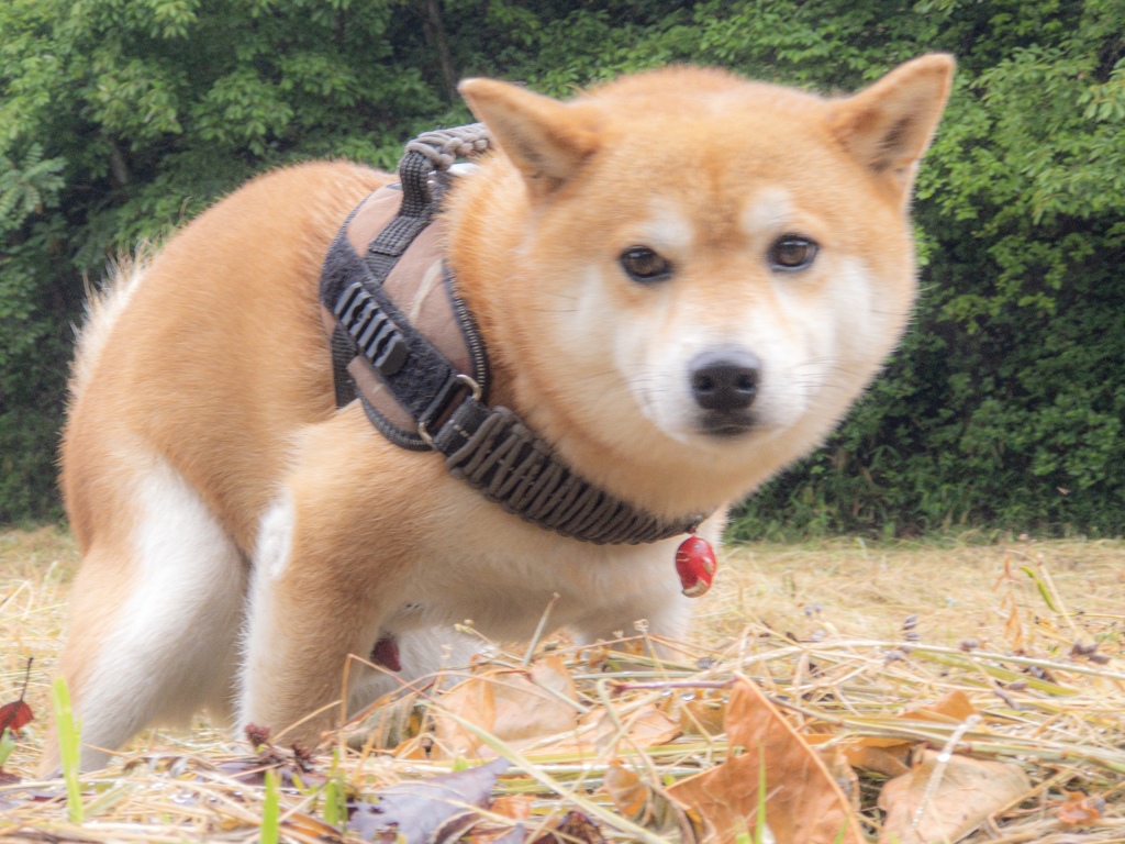 ヤンキー座り