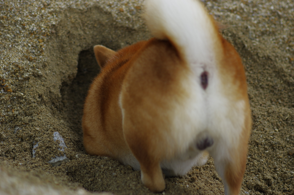 くまのプーさん