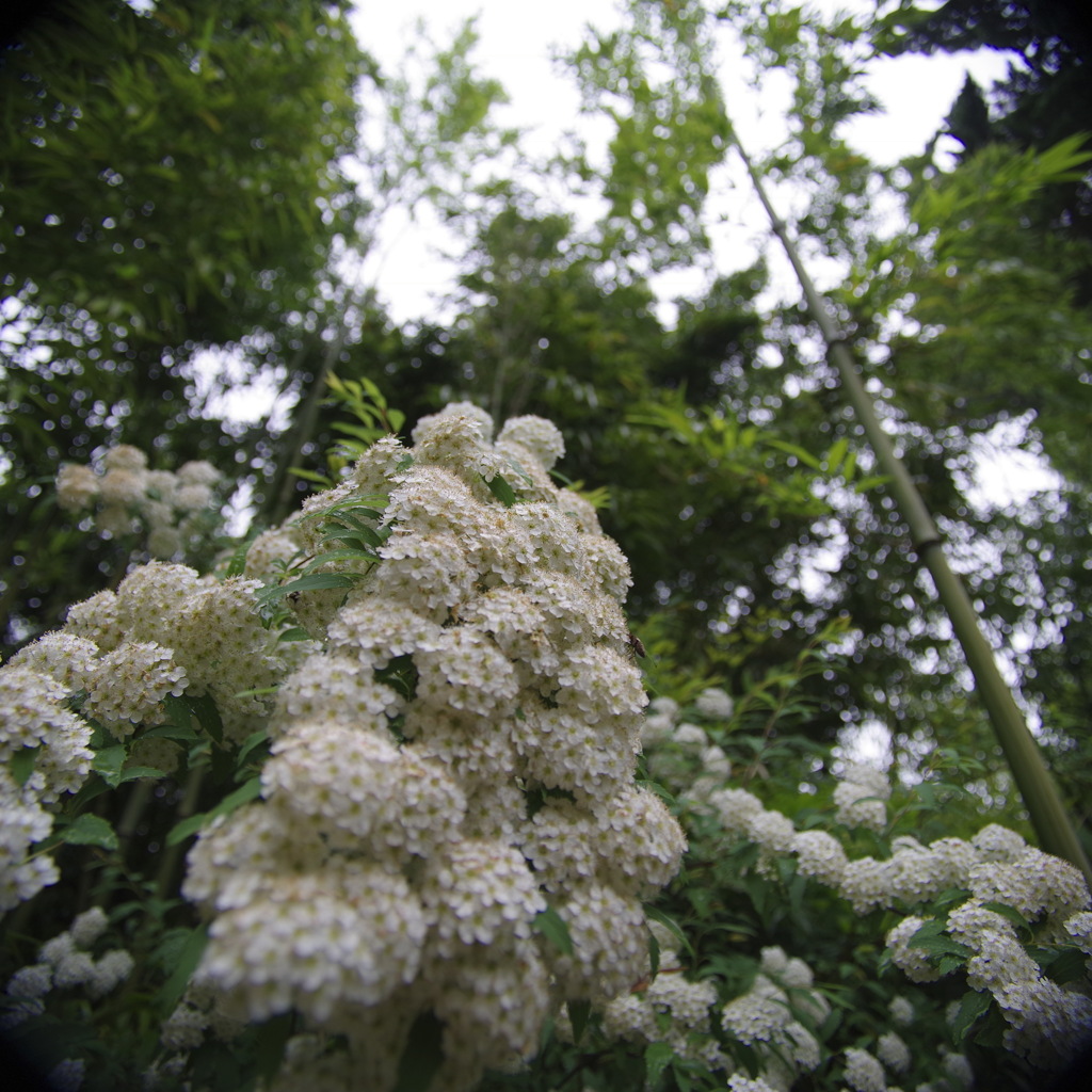 コデマリの季節