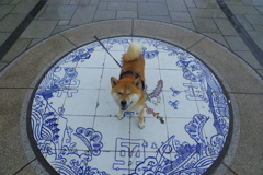 犬が西向きゃ尾は東